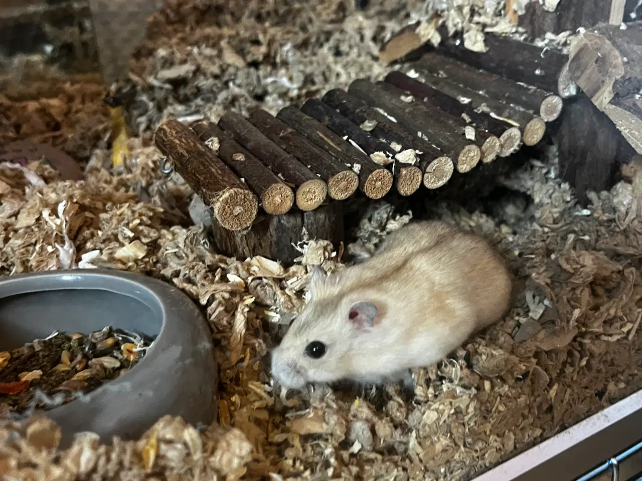 Billede 1 - Hamster + hamster ting/ bur
