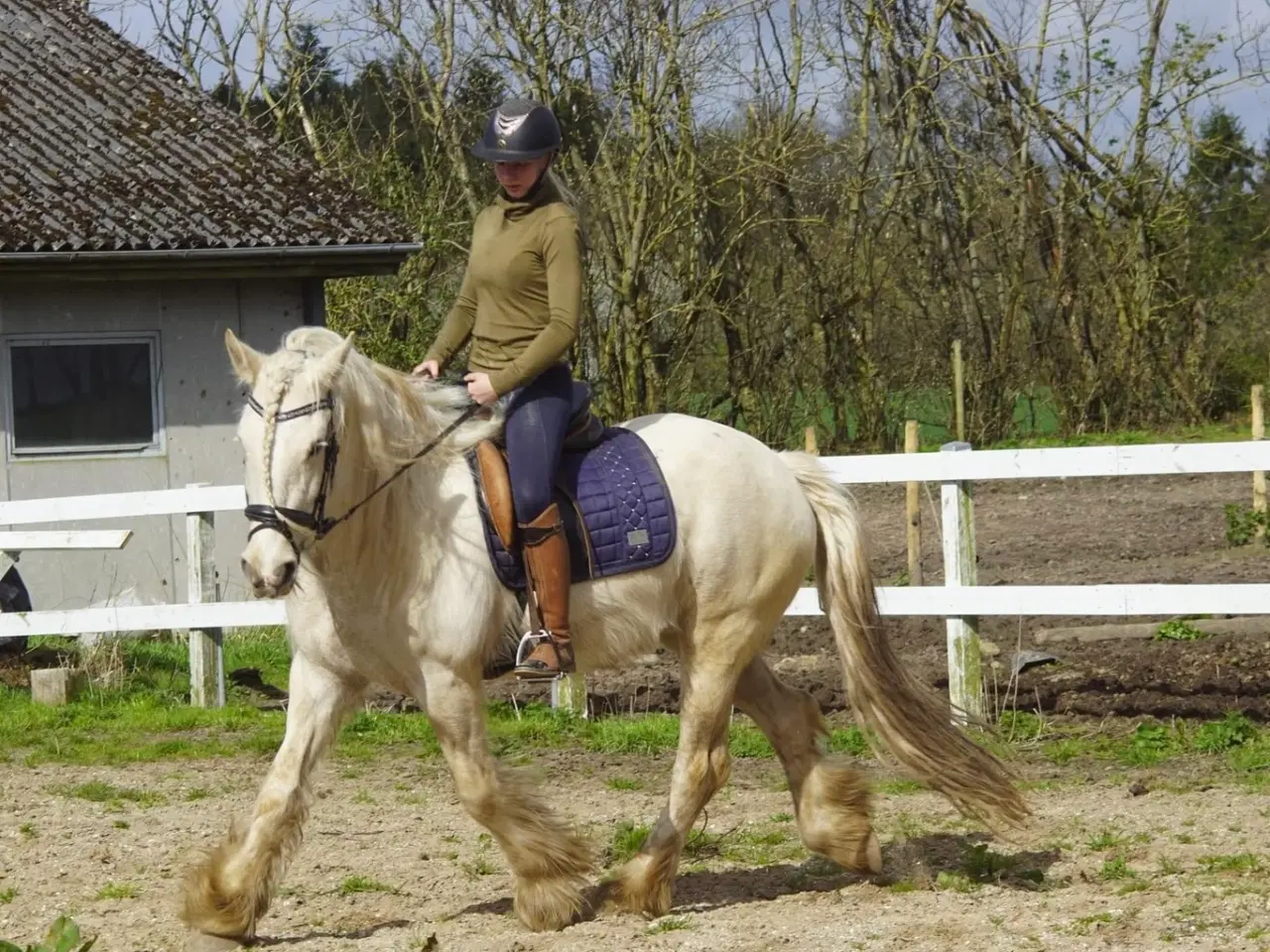 Billede 1 - Irish cob hoppe palomino