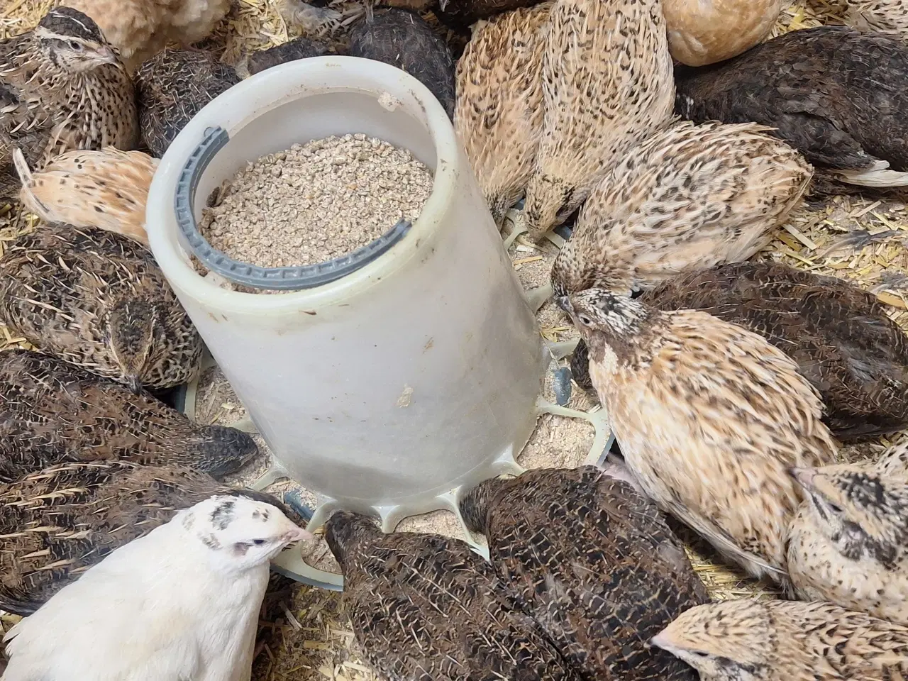 Billede 1 - Super fine og store vagtler