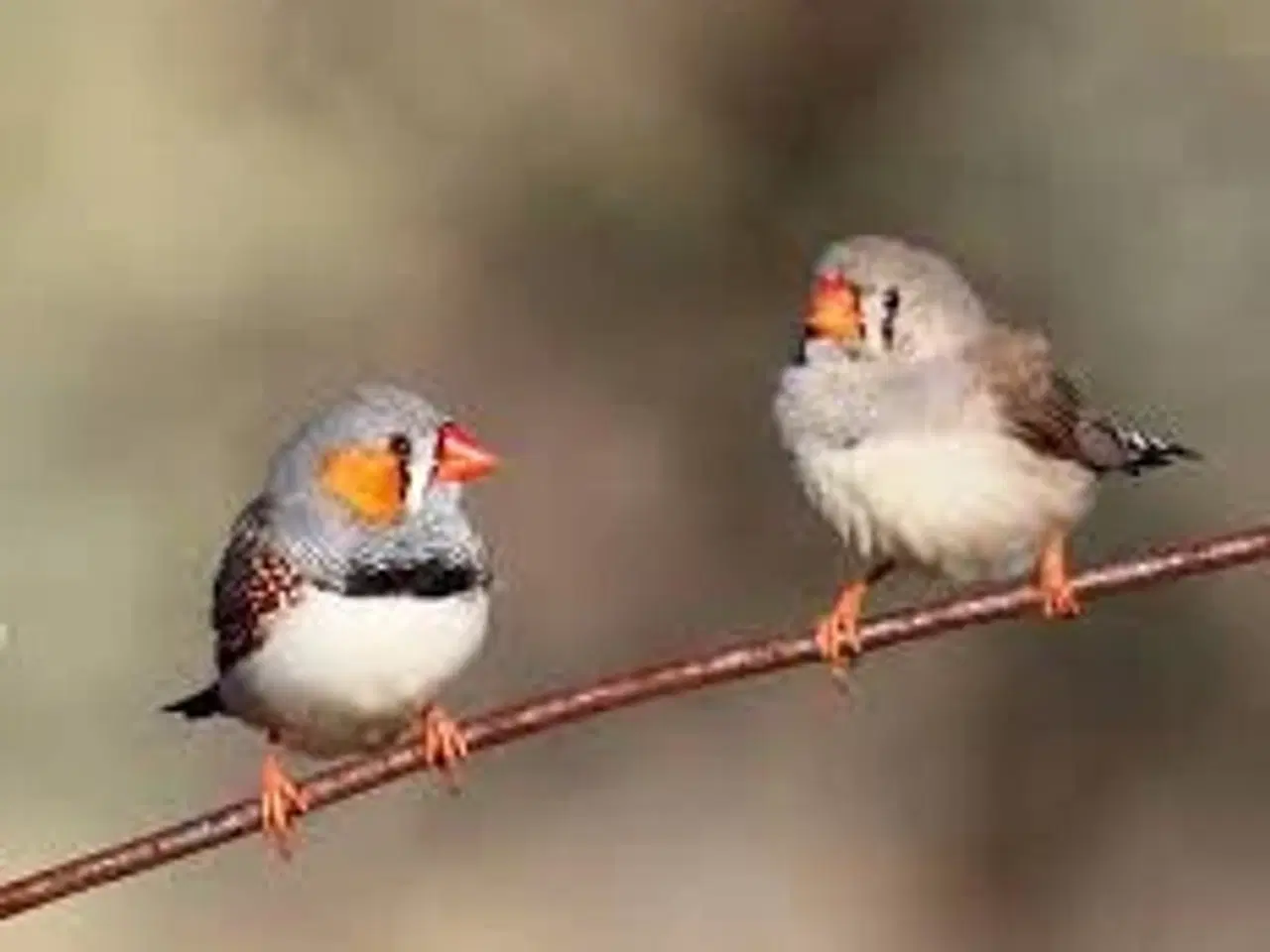 Billede 3 - købes Diamantduer.