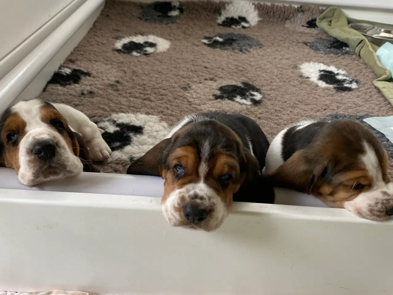 Billede 5 - Basset Hound hvalpe