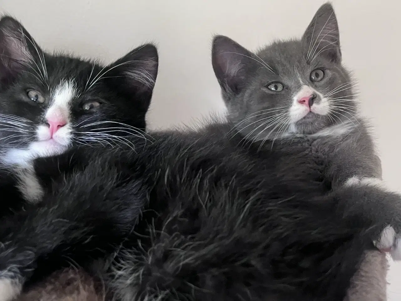 Billede 6 - Maine coon blanding