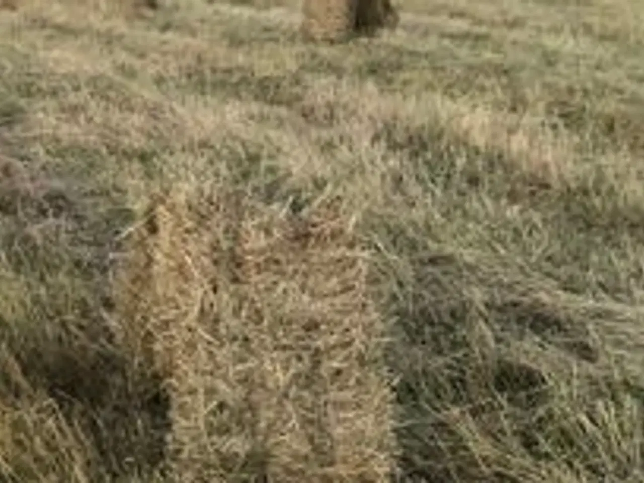 Billede 3 - Hø i små baller