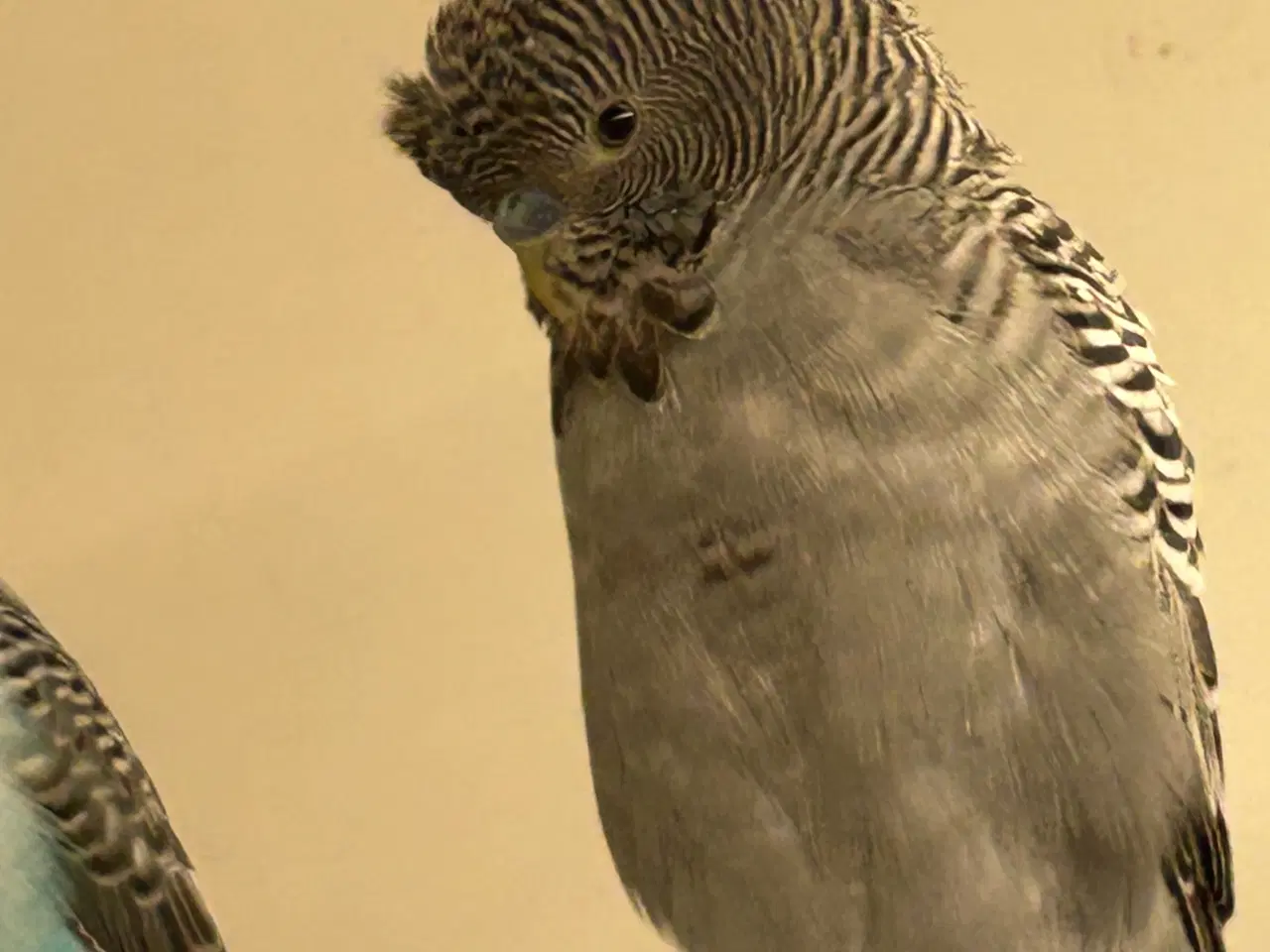 Billede 12 - Blackface undulater 