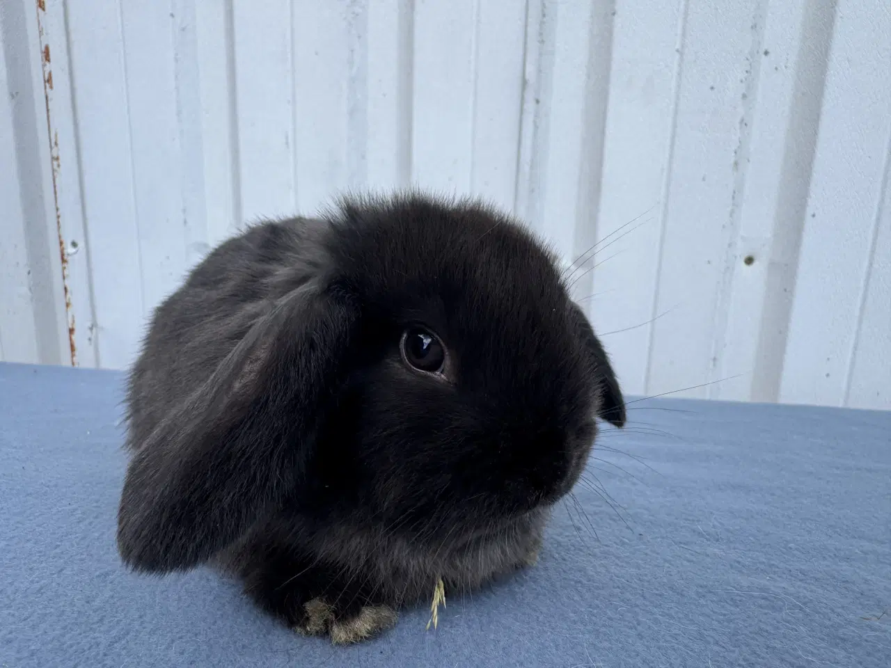 Billede 1 - Dværgvædder hunkanin
