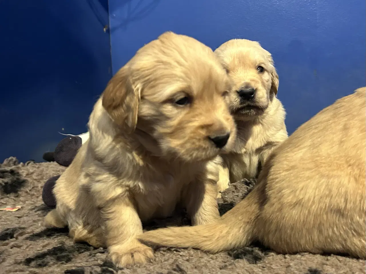 Billede 15 - Skønne Golden Retriever 