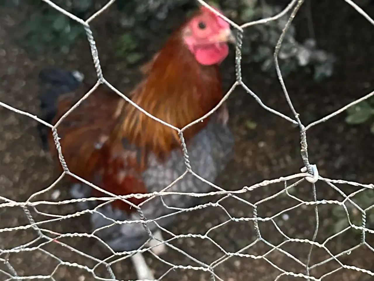 Billede 2 - Dværg wyandotter haner