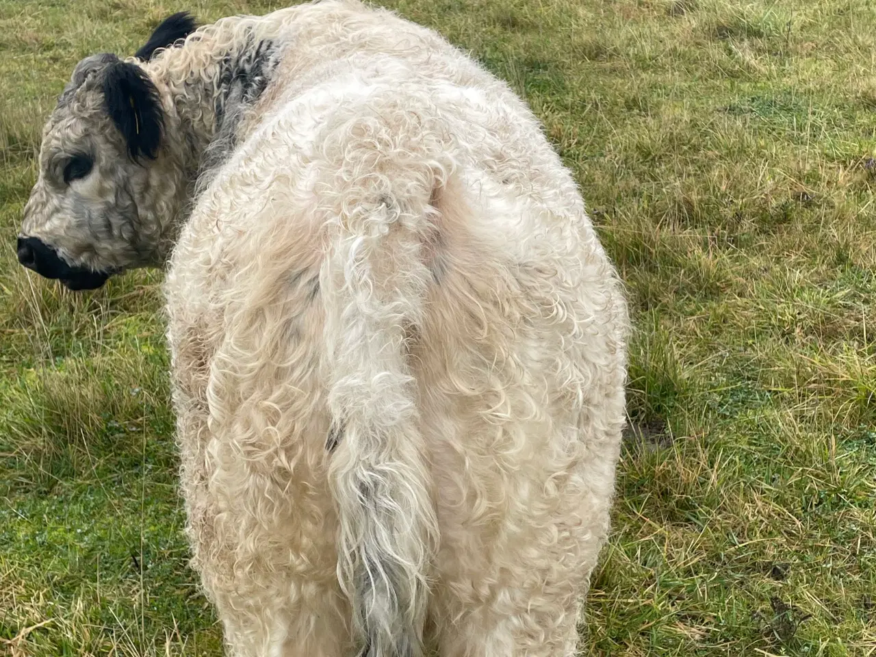 Billede 3 - 1 Angus/galloway tyre