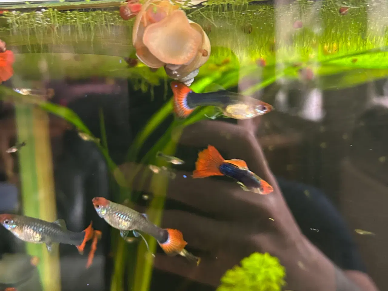 Billede 11 - ❤️🐟 Rednose Dumbo Guppy – Smuk Kontrast (unger)