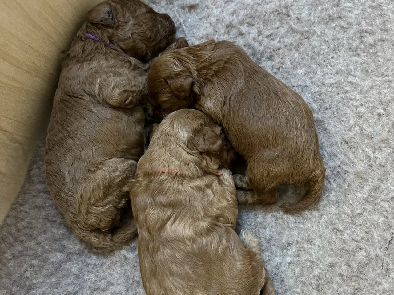 Billede 6 - ❤️ Skønne maltipoo-hvalpe søger kærlige hjem ❤️