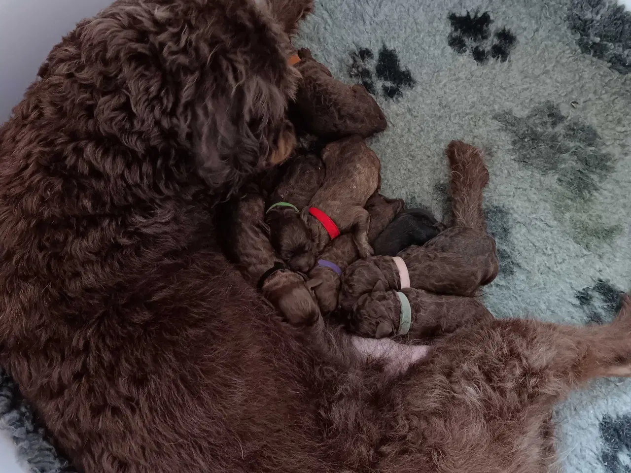 Billede 5 - Brune labradoodle F1B hvalpe