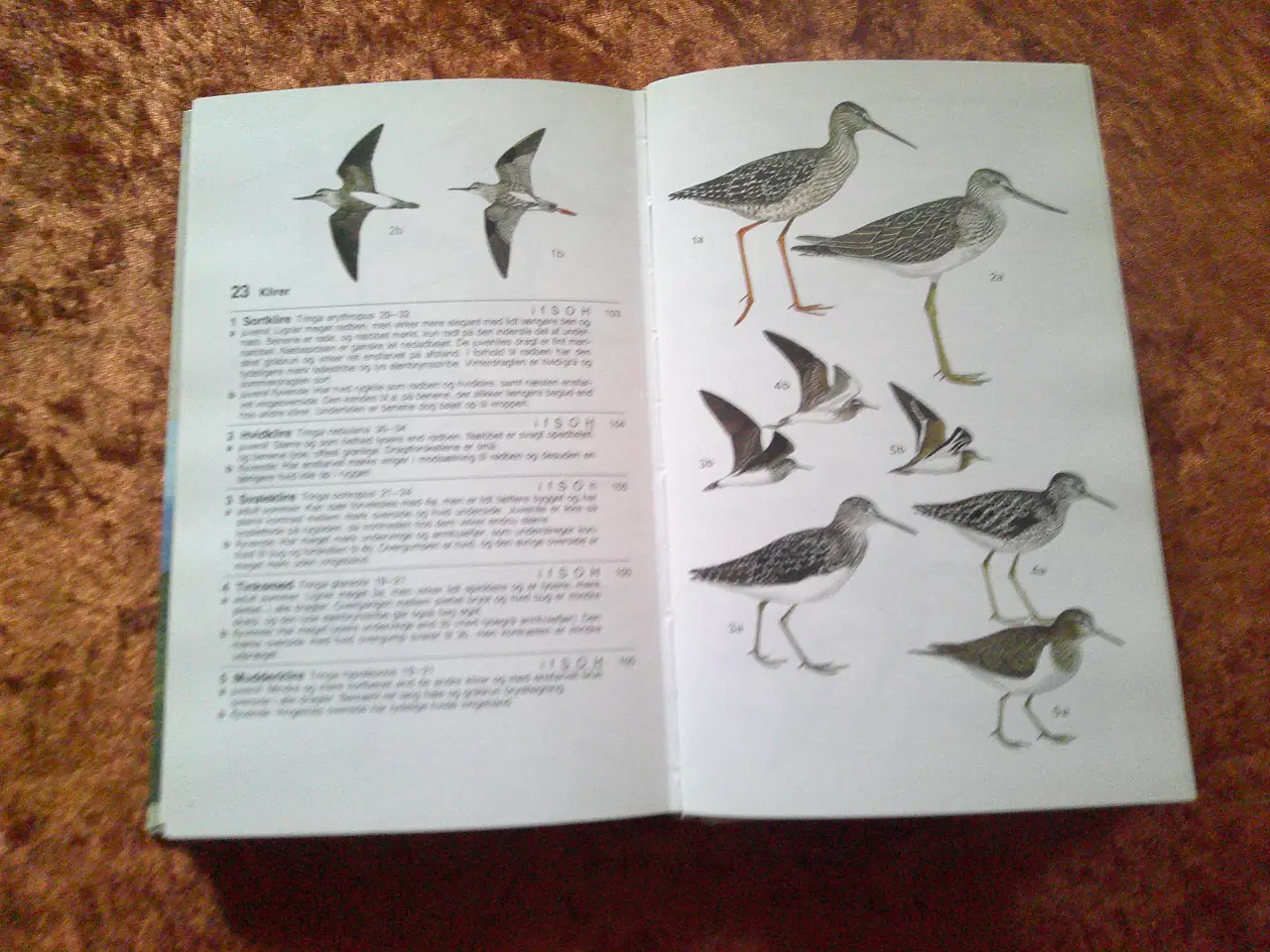 Billede 3 - Fugle i Nordatlanten, Søren Sørensen