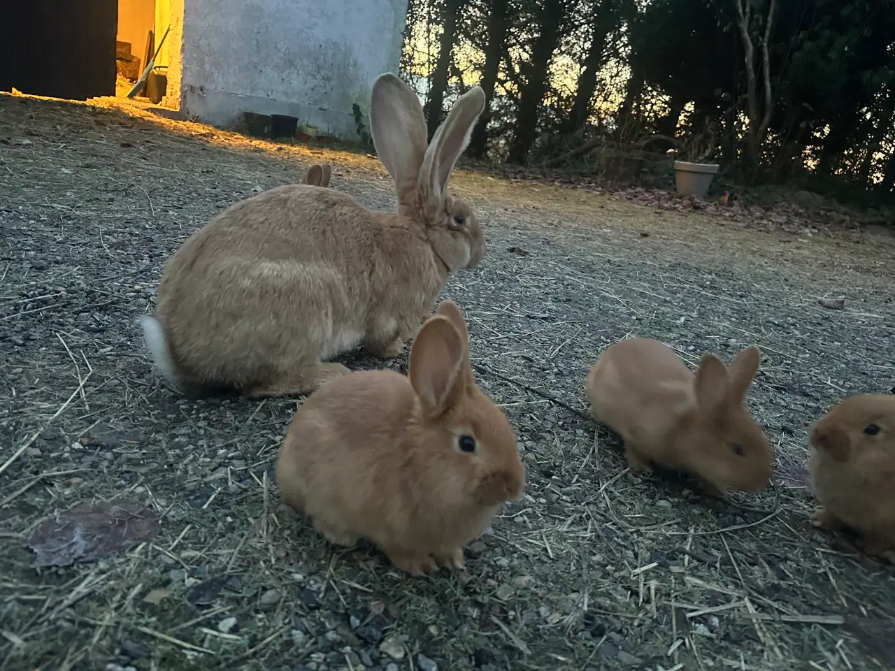 Billede 2 - New Zealand Red/Belgisk kæmpe