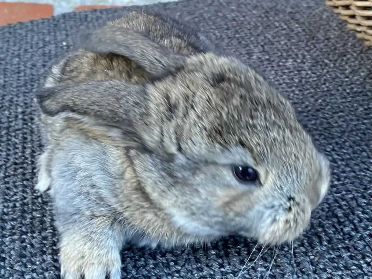 Billede 6 - FRANSK VÆDDER HUN VILDTGRÅ