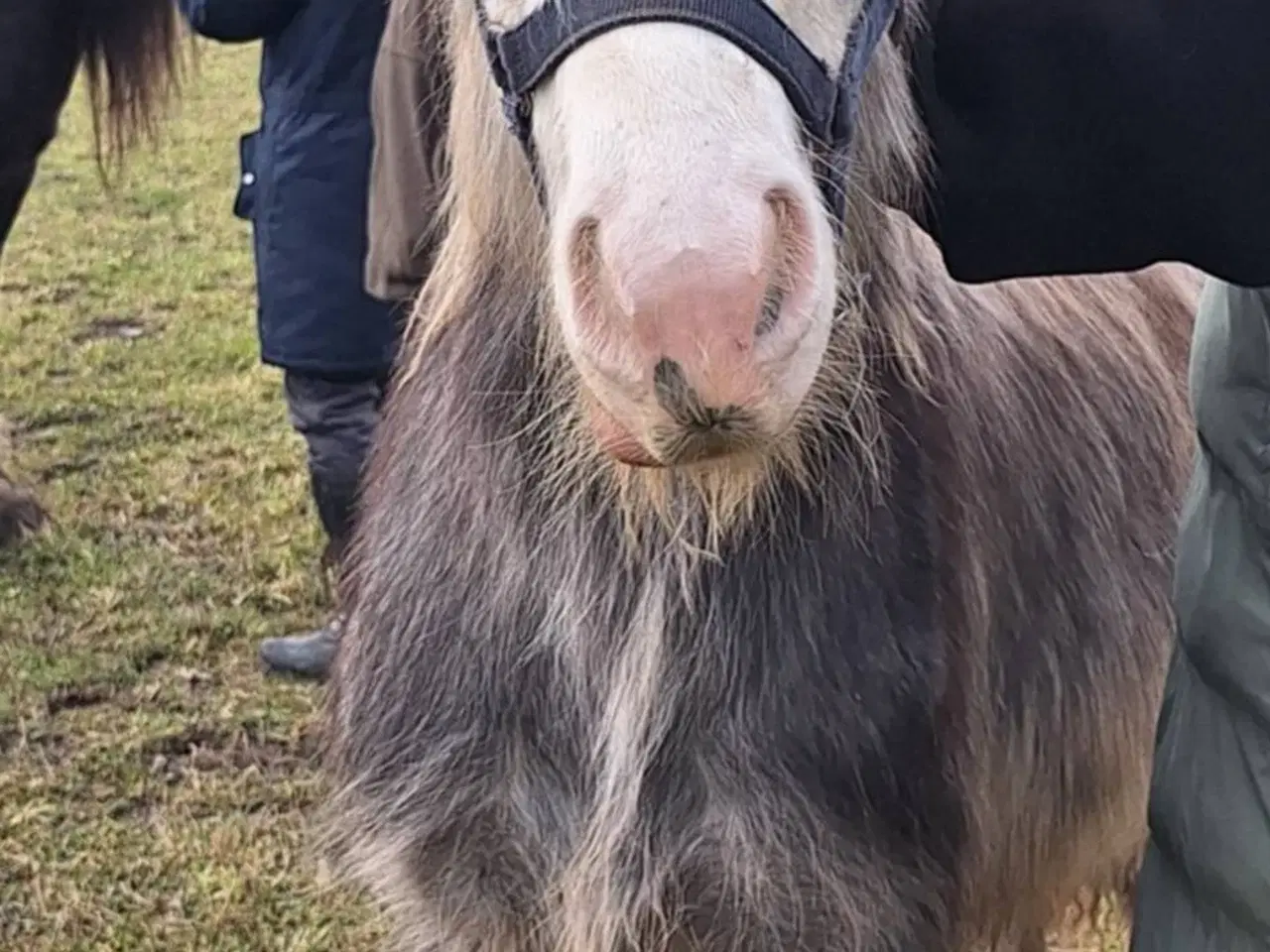 Billede 14 - Irish Cob heste søger nyt hjem 