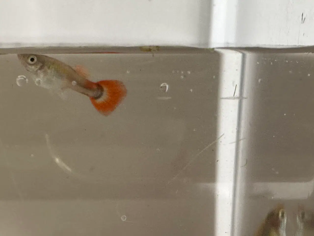 Billede 2 - Guppy yngel fra 24-4