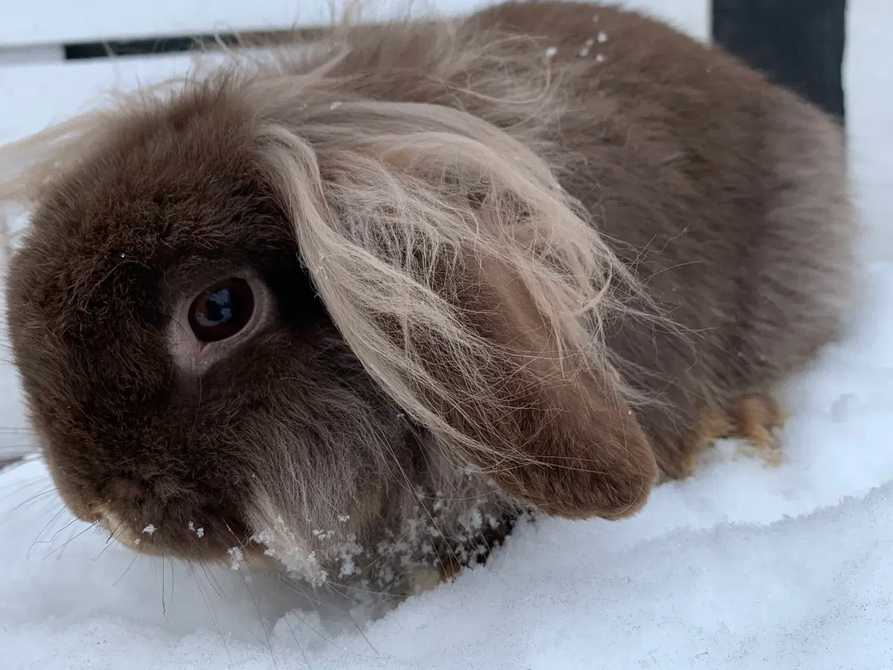 Billede 7 - Mini Leon lop han 6 mån . Bor i haven