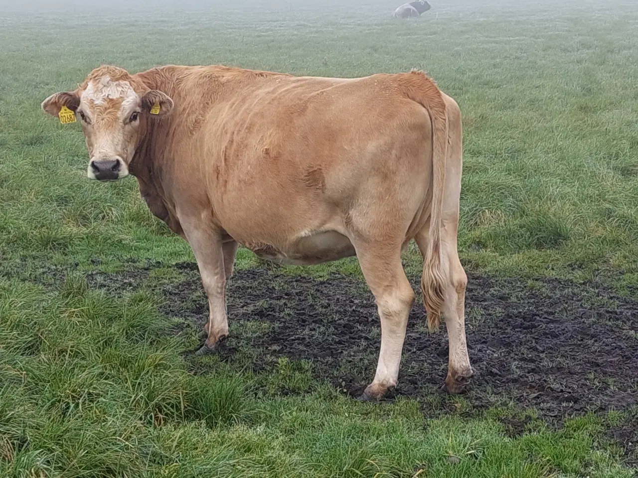 Billede 1 - Simmentalerkrydsning