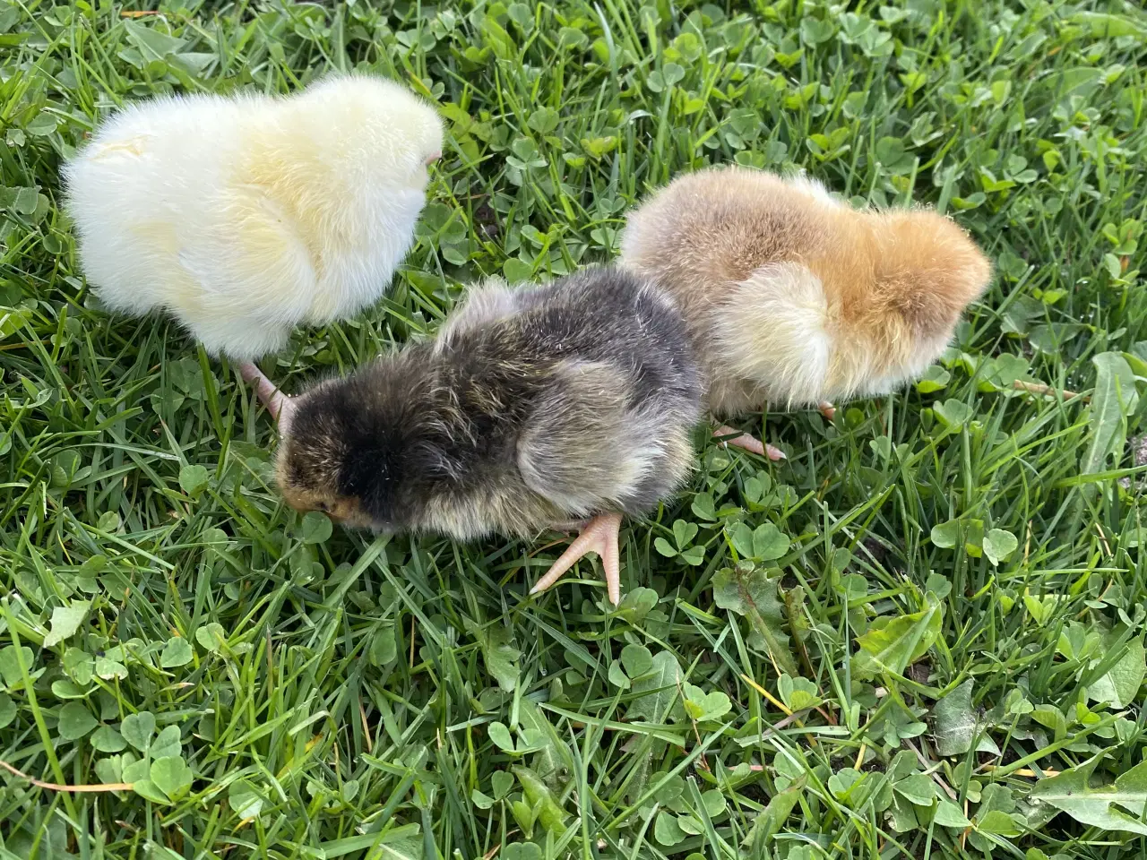 Billede 1 - Små kyllinger 