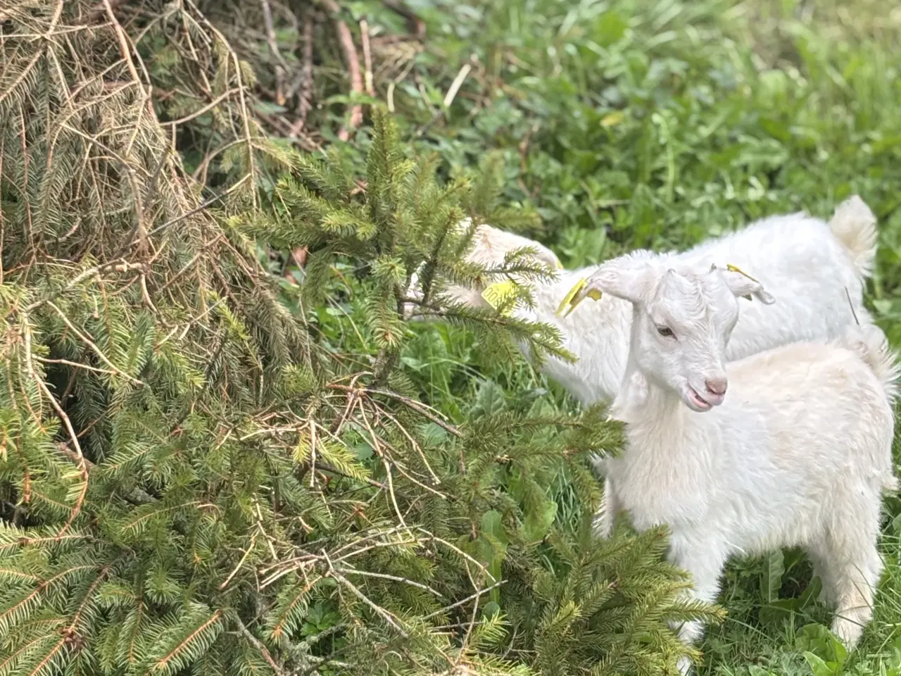 Billede 2 - Dværggeder gimmer