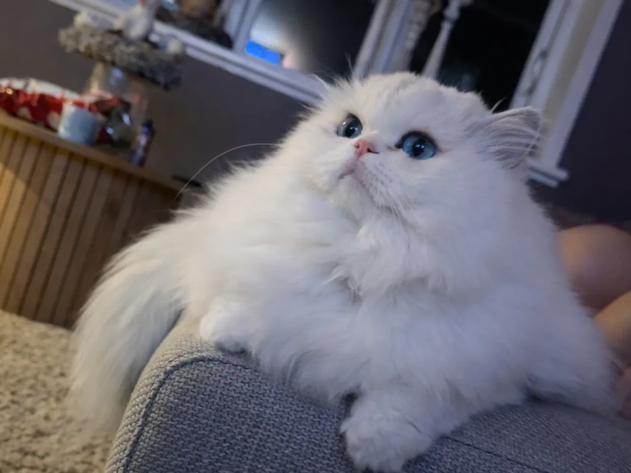 Billede 1 - SØGER hankat til parring