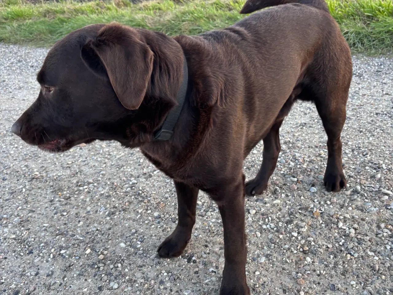 Billede 5 - Brun labrador 4,5 år