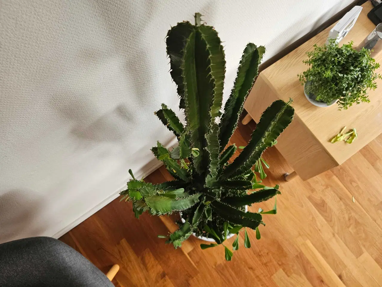 Billede 4 - Kaktus