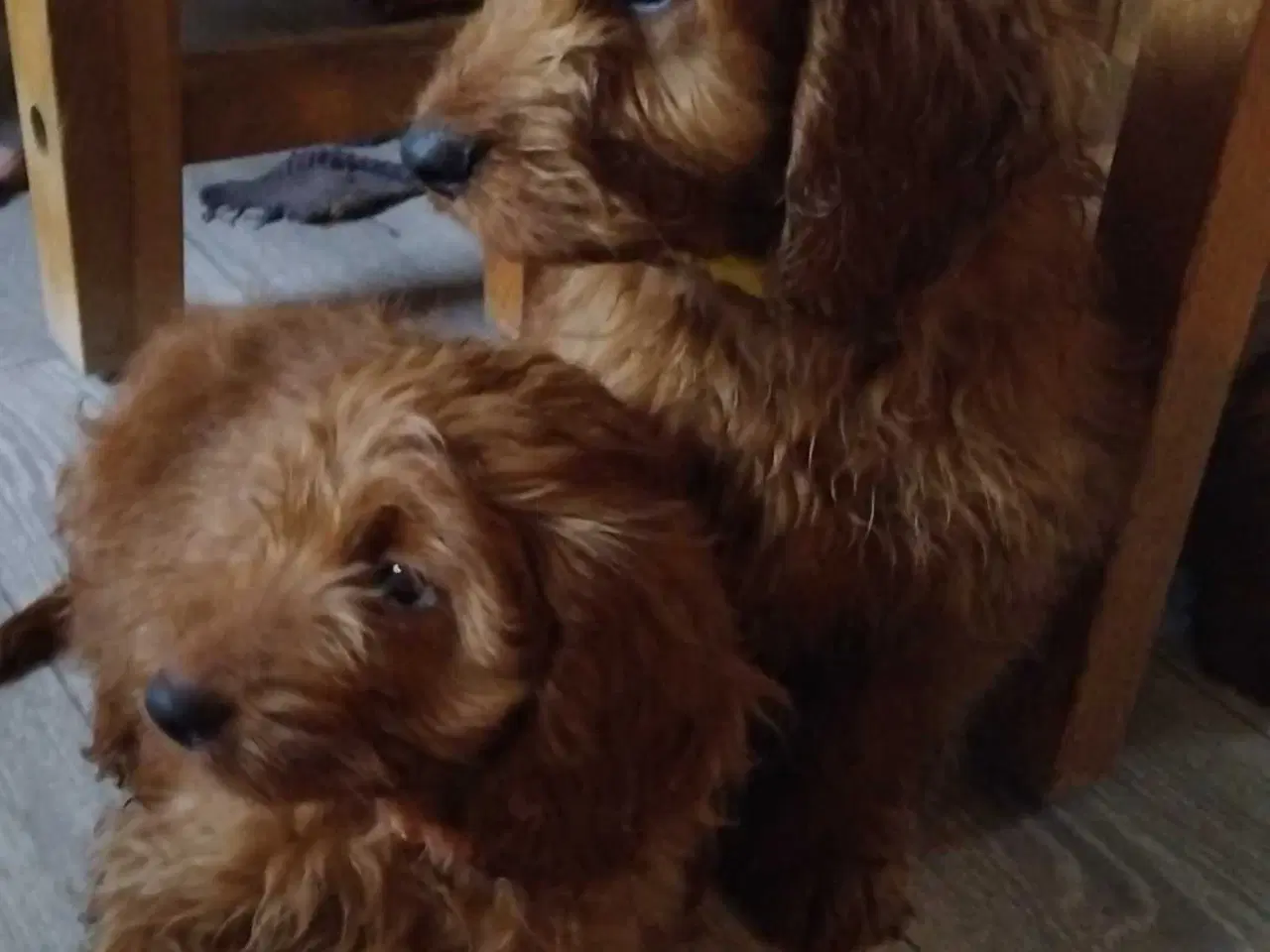 Billede 3 - Krøllede Cockapoo Bamser