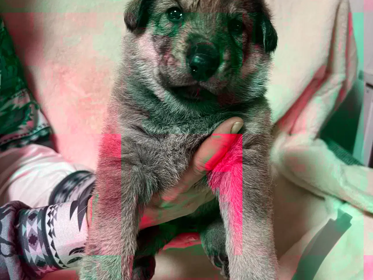 Billede 7 - Blandings Hvalpe 