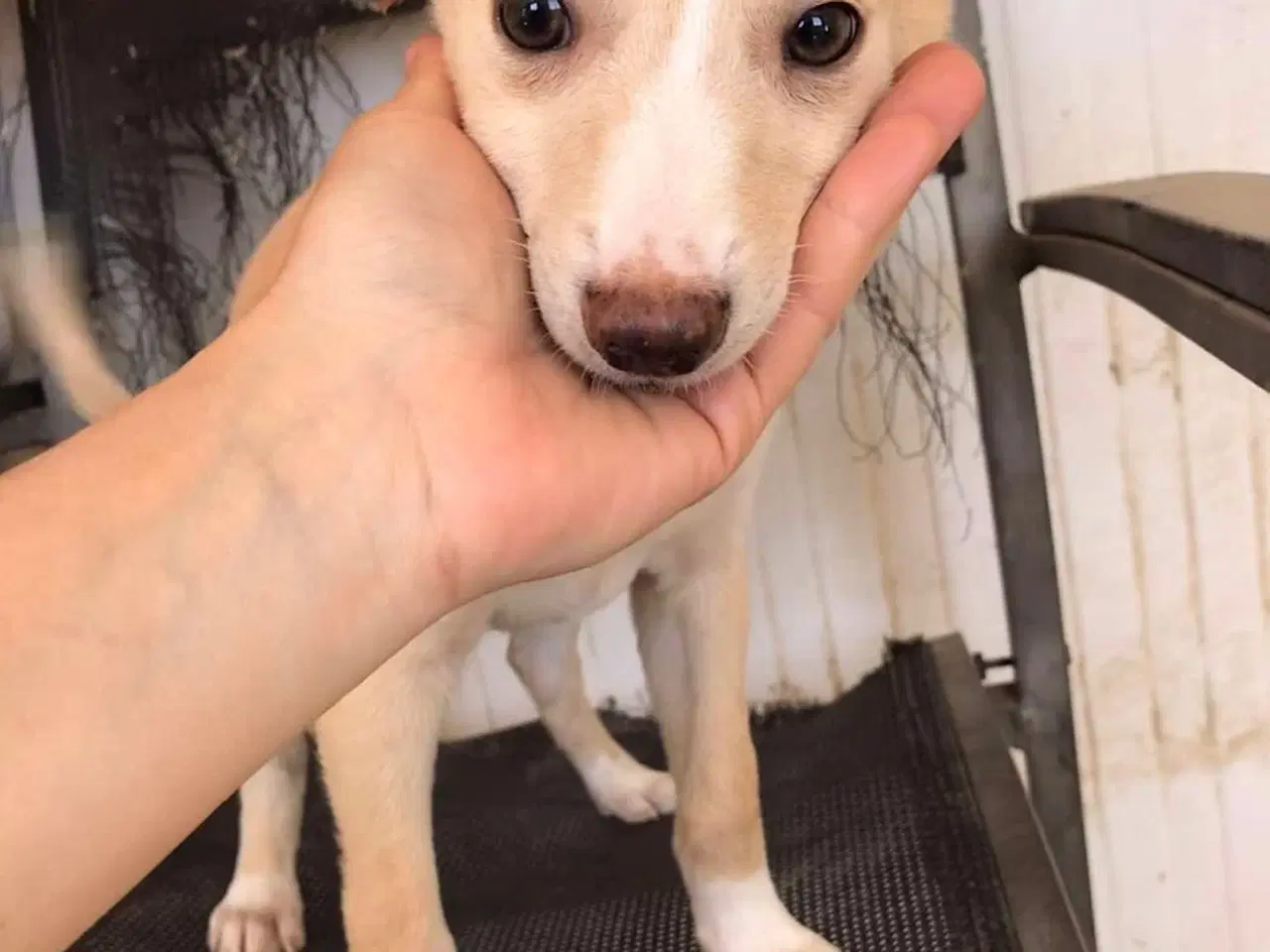 Billede 14 - Vidunderlige Lotus søger sin helt egen familie 🥰