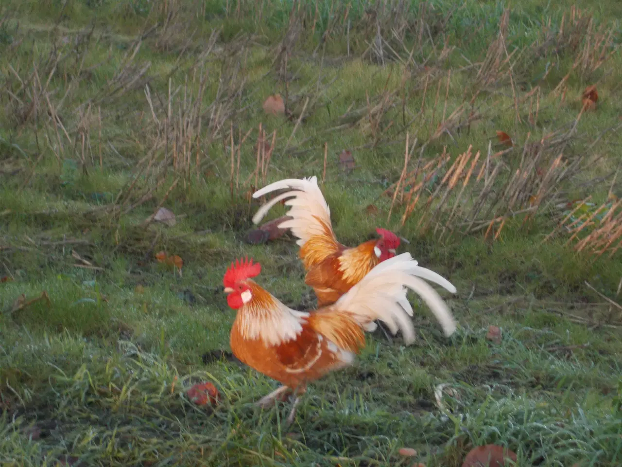 Billede 3 - Hollænder haner  Dværg