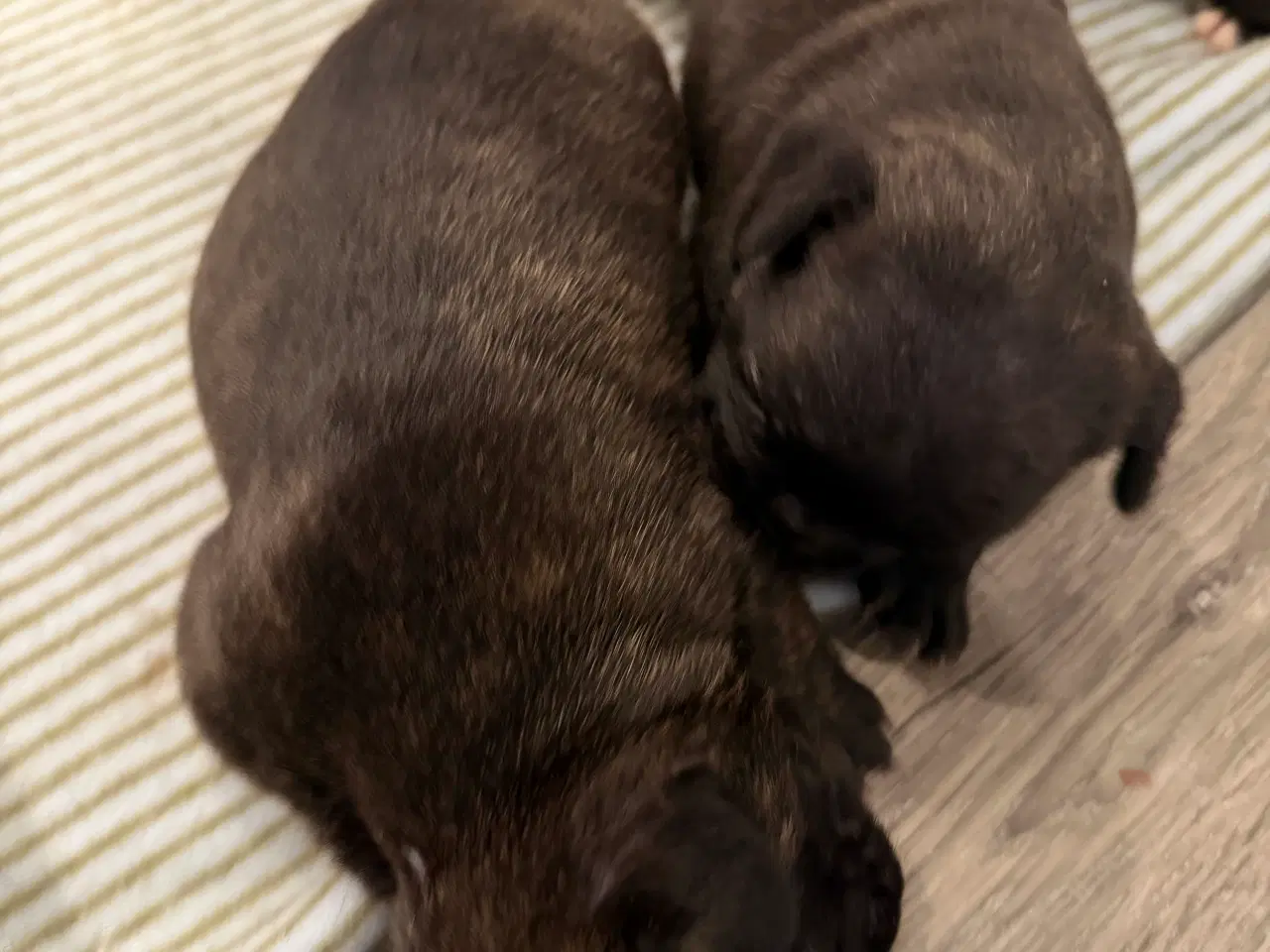 Billede 10 - Fransk bulldog hvalpe