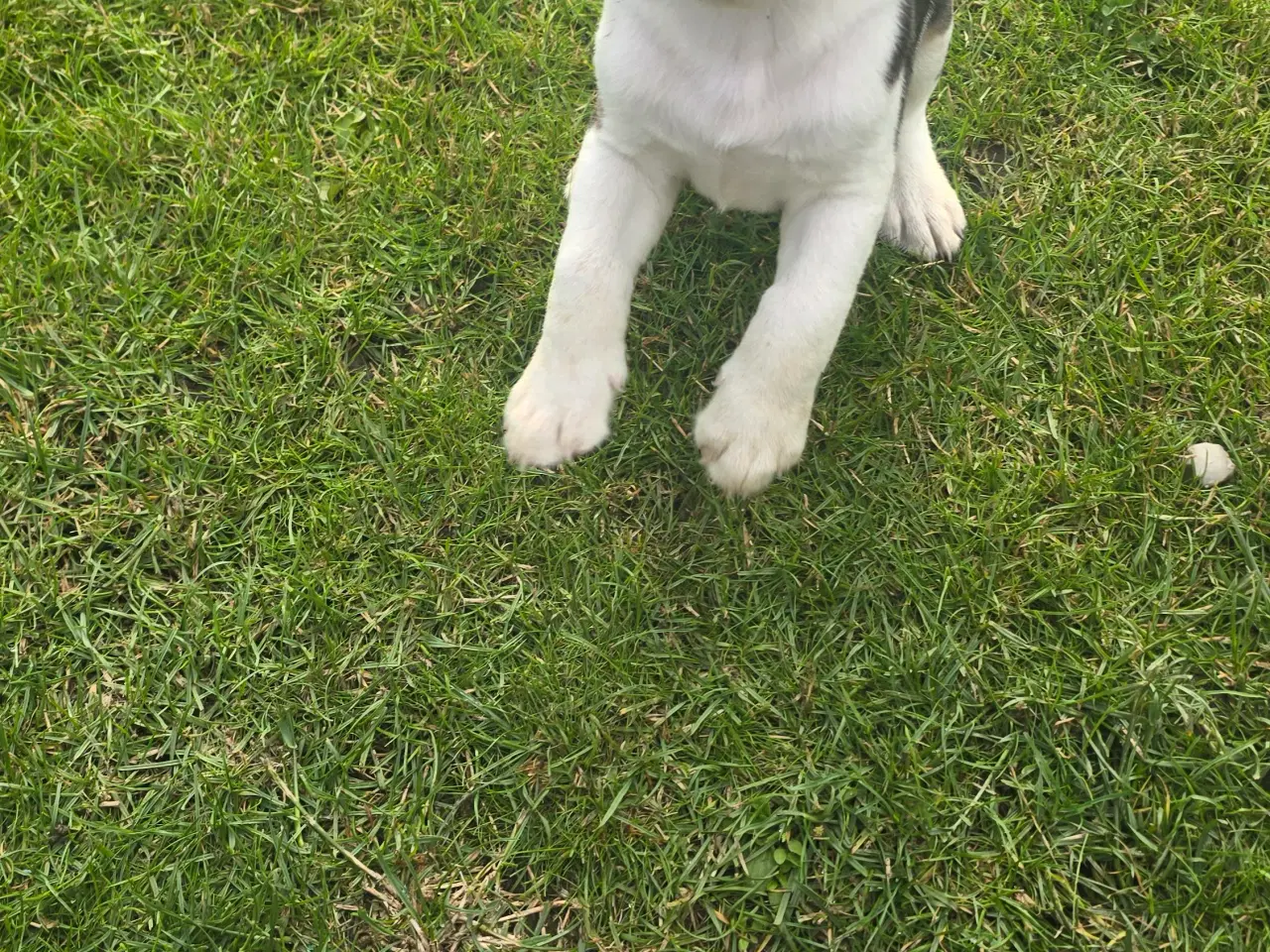 Billede 3 - Beagle tricolor