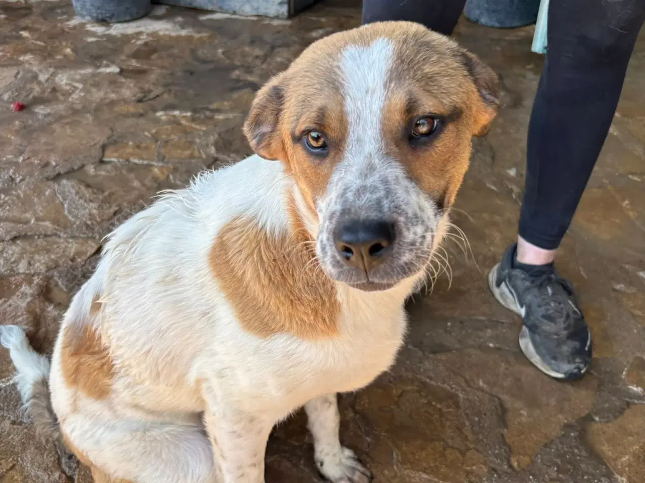 Billede 7 - Søde Virgin søger 4ever familie 🩷