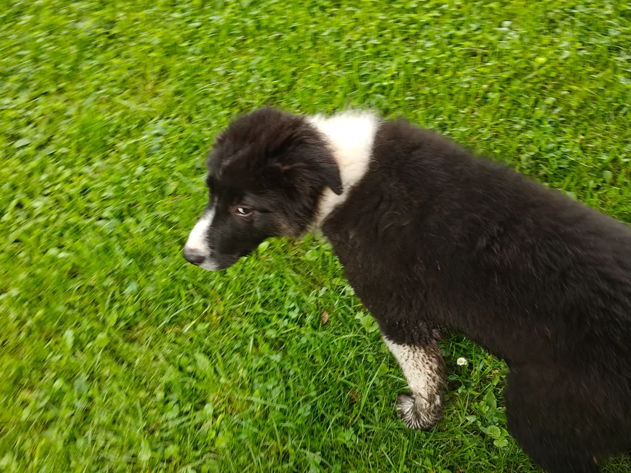 Billede 4 - Vidunderlig Border collie hvalp