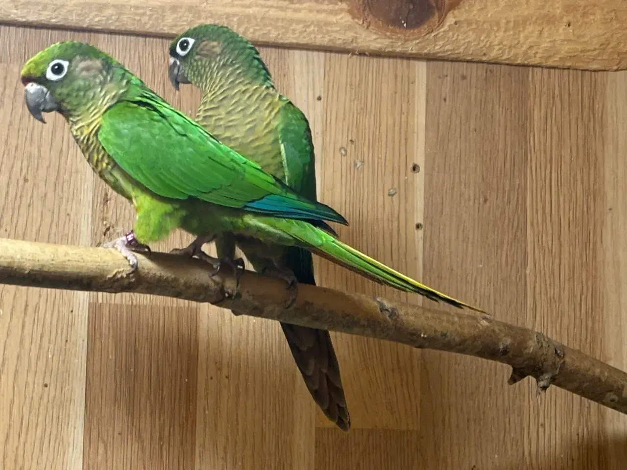 Billede 2 - 1,1 Rødbuget Conure