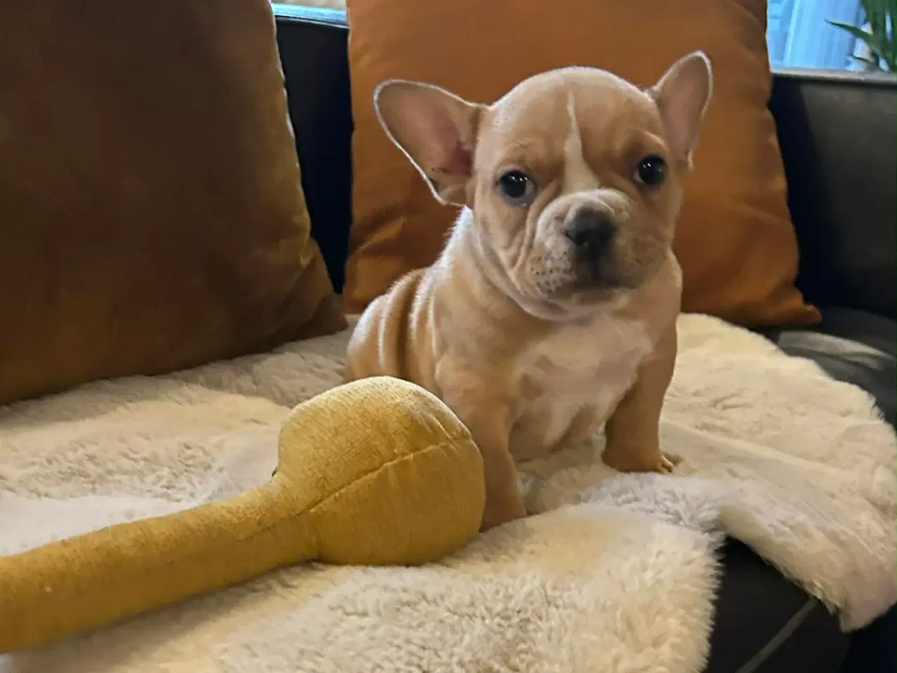 Billede 3 - New english bulldog