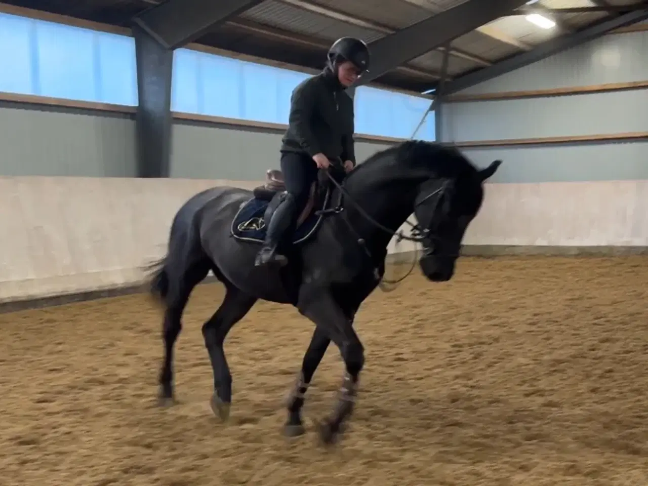 Billede 3 - 6 års allroundhest