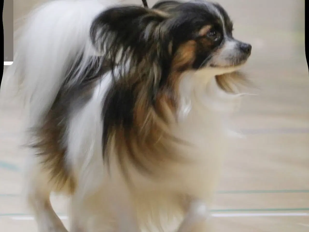 Billede 7 - Papillon hvalpe