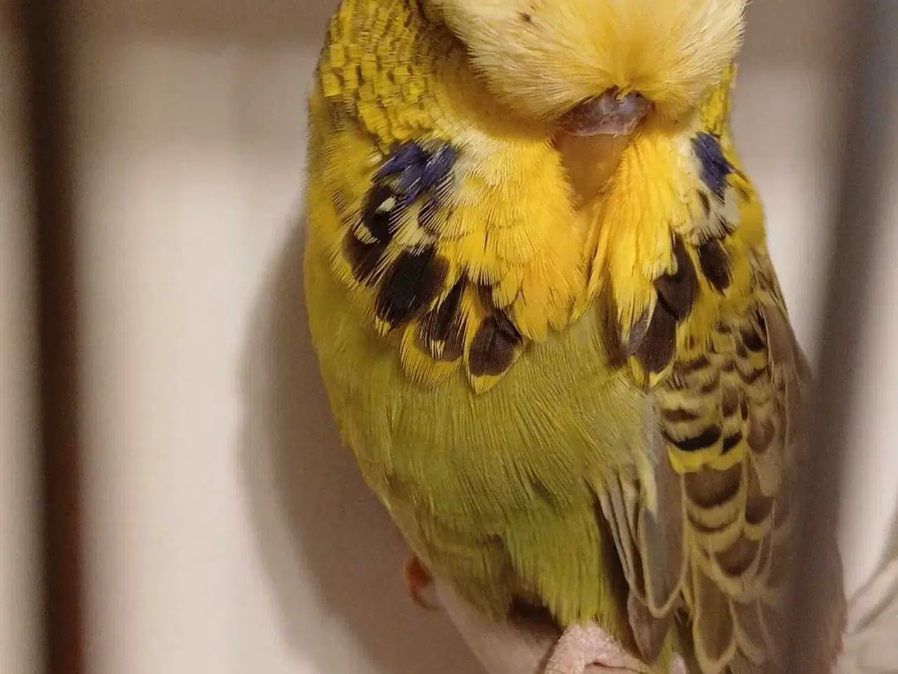 Billede 4 - Engelske undulater