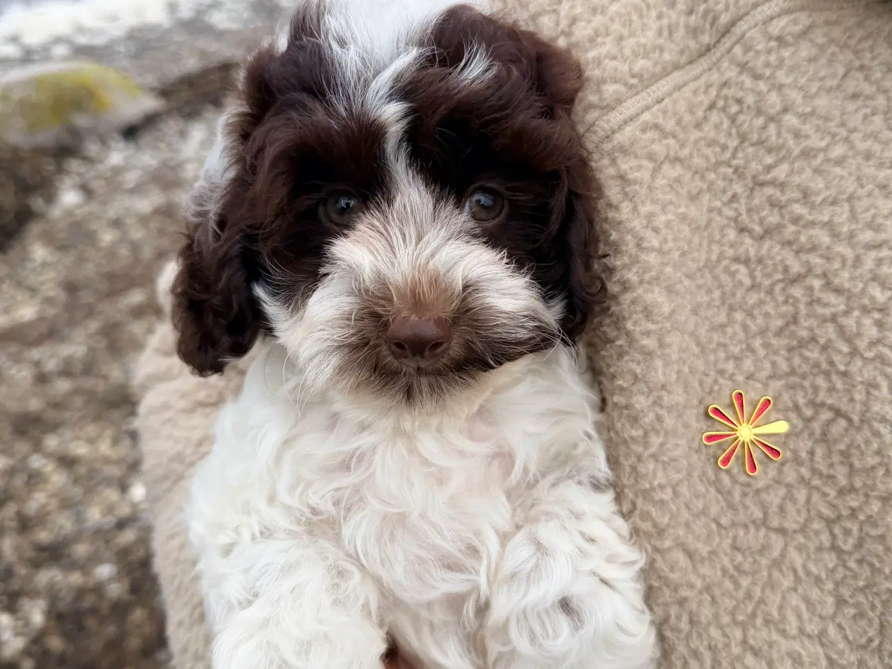 Billede 4 - Havapoo