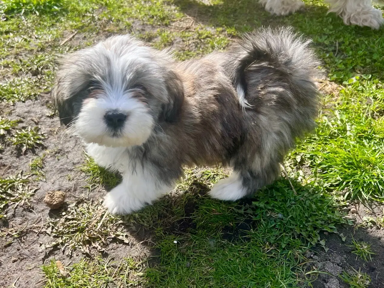 Billede 5 - Skønneste og gladeste tævehvlap