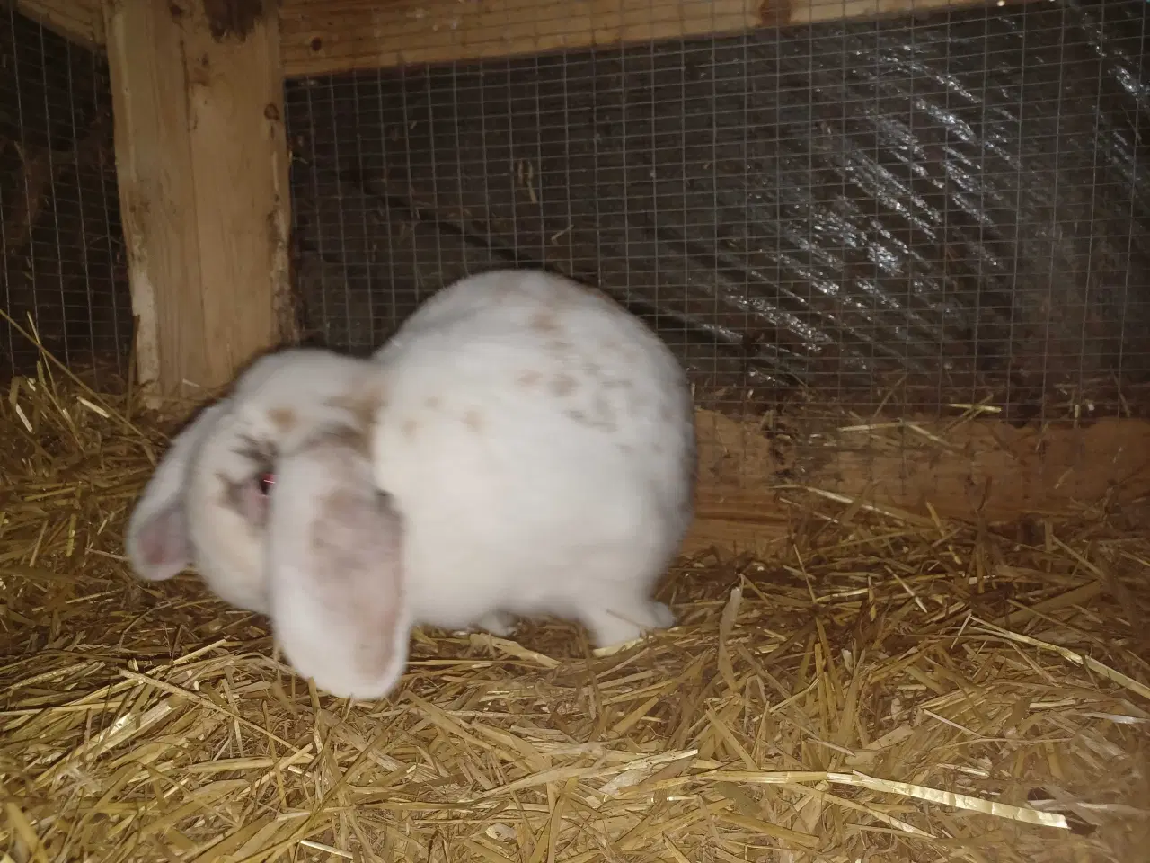 Billede 4 - Fransk vædder hun