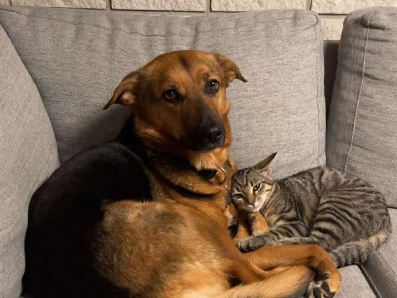 Billede 1 - Sødeste Nico-pigen leder efter ny familie 🩷