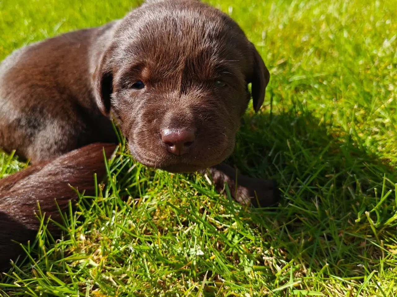 Billede 2 - Brun labrador hvalpe sælges 