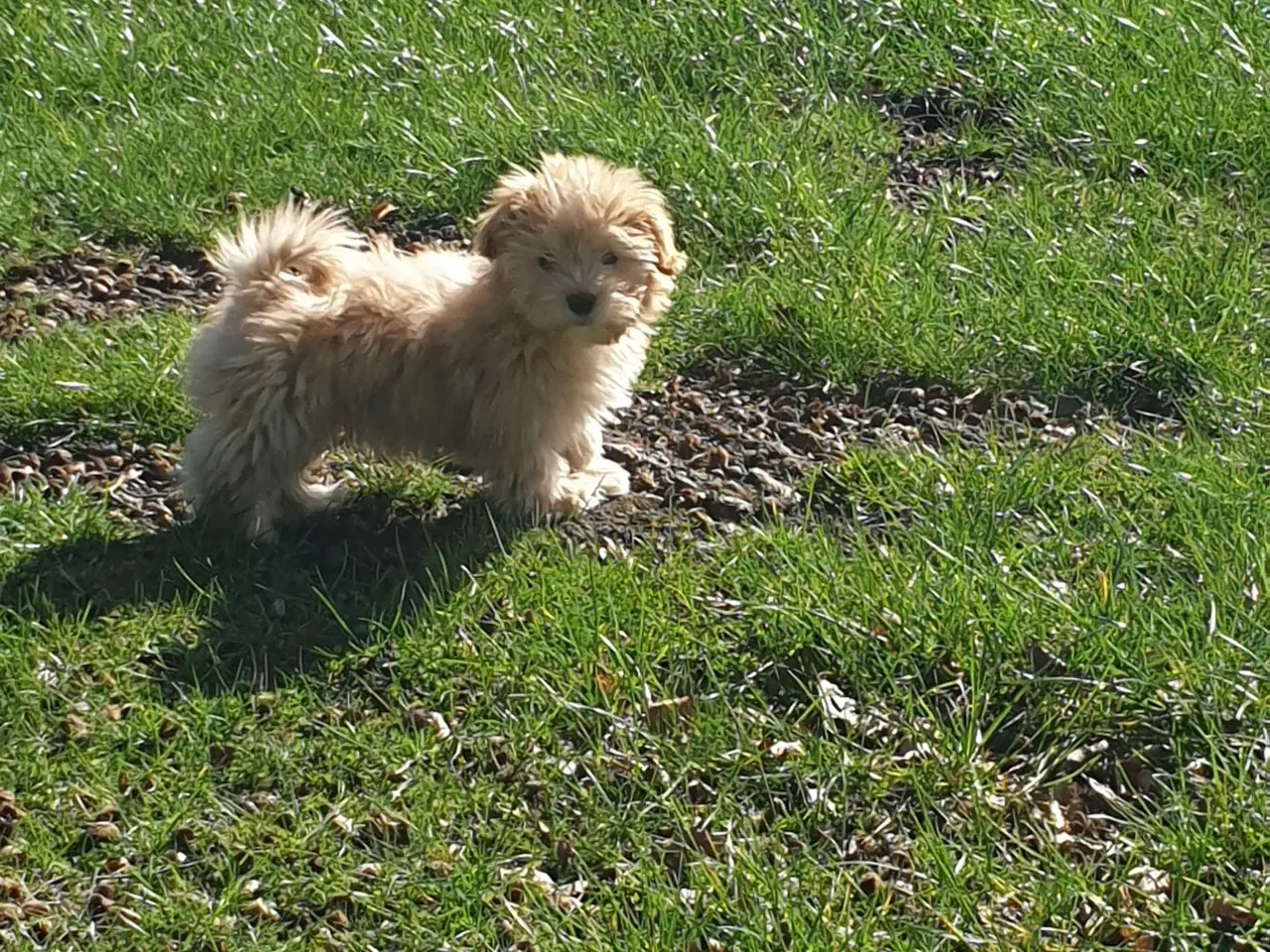 Billede 5 - Bichon Havanais han tilbydes til avl...