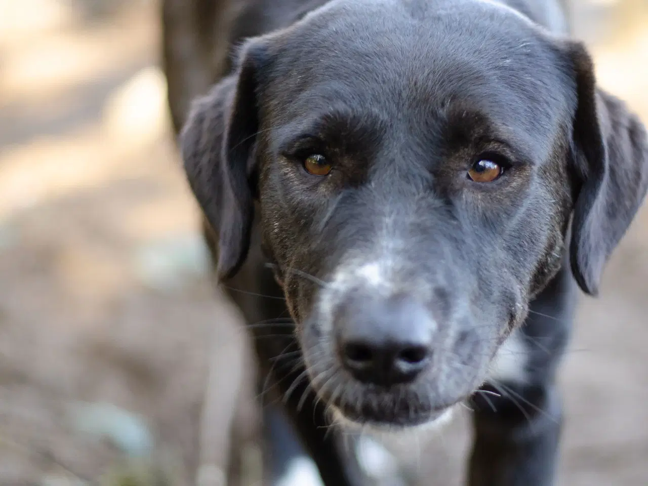 Billede 5 - Skønne Callie søger familie