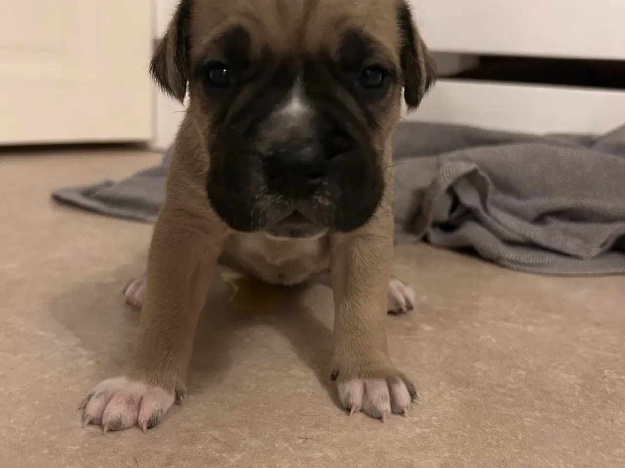 Billede 10 - Store, smukke og robuste Boxer/Mastiff hvalpe