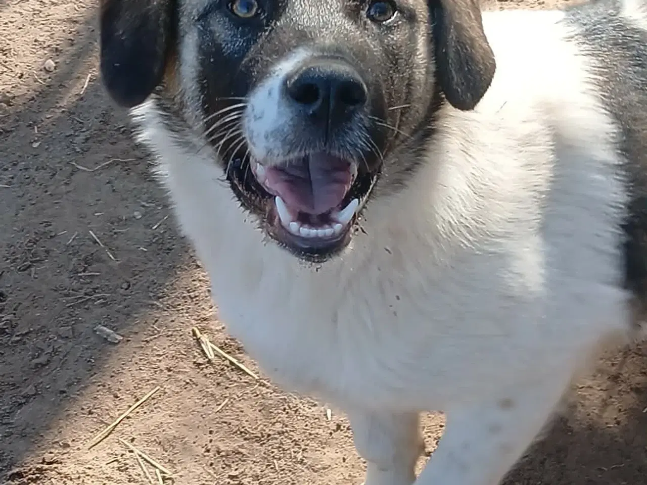 Billede 1 - Smukkeste Savannah 🩷