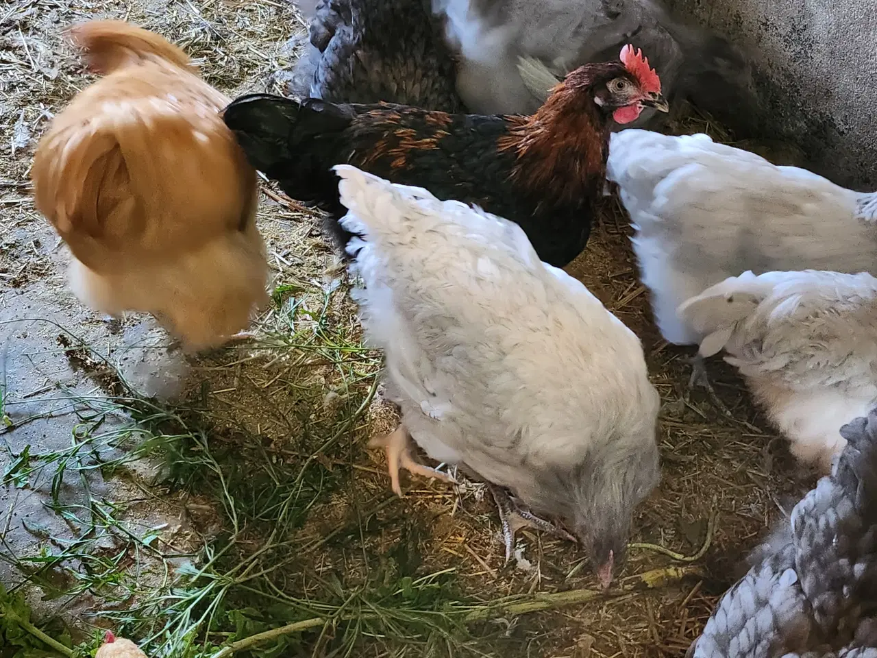 Billede 1 - Renracet maran og lavendel orpington, haner